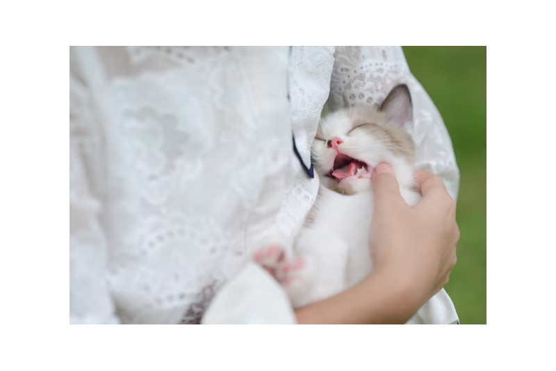 Cómo cuidar a un gato bebé, la guía completa para nuevos dueños